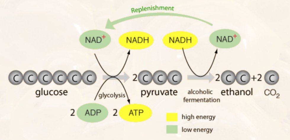 different-fermentation-pathway-of-bacteria